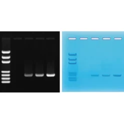 Amplificazione del DNA mediante PCR
