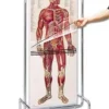 Anatomia umana su fogli trasparenti