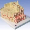 3B MICROanatomy™ Struttura dell’osso - ingrandito 80 volte