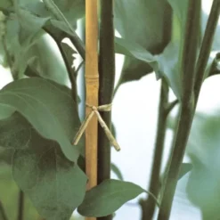 Canna bamboo h 180 cm, ø 14-16 mm, mazzo 3 pz