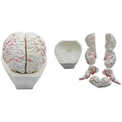 Cervello in 8 parti