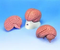 Cervello in 2 parti
