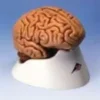 Cervello in 5 parti