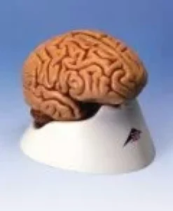 Cervello in 5 parti
