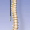 Colonna vertebrale flessibile - bacino maschile