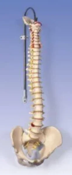 Colonna vertebrale flessibile - bacino maschile