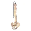 Colonna vertebrale flessibile con tronchi del femore