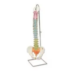 Colonna vertebrale flessibile didattica