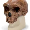 Cranio antropologico - Broken Hill o Kabwe