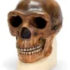 Cranio antropologico di Sinantropo
