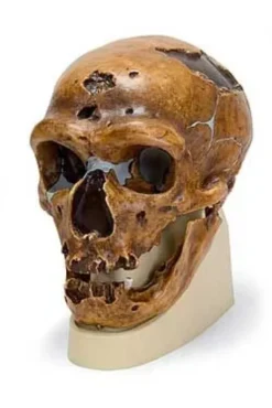 Cranio antropologico - La Chapelle-aux-Saints