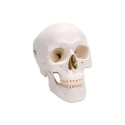 Cranio, modello classico