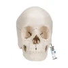Cranio scomponibile 3B Scientific® – Versione anatomica in 22 parti