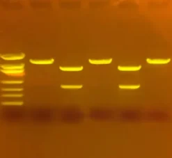 CRISPR per Trattare la Fibrosi Cistica con SYBR® Safe