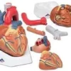 Cuore in 7 parti