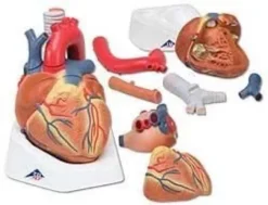 Cuore in 7 parti
