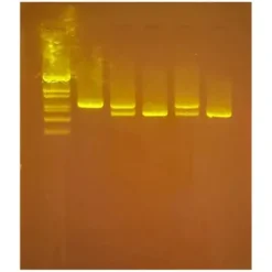 Diagnosi di Huntington tramite PCR