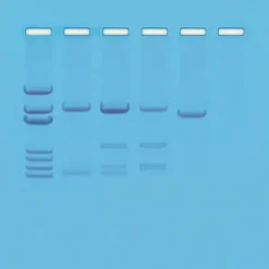 DNA Paternity Testing Simulation