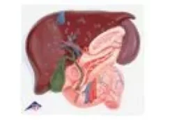 Fegato con cistiffellia, pancreas e duodeno
