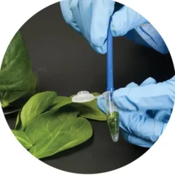 Identificazione di Alimenti Geneticamente Modificati tramite PCR
