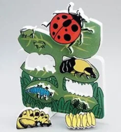 Il ciclo vitale della coccinella