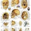Il cranio - tavola didattica 50x67 cm