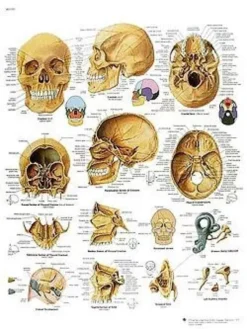 Il cranio - tavola didattica 50x67 cm