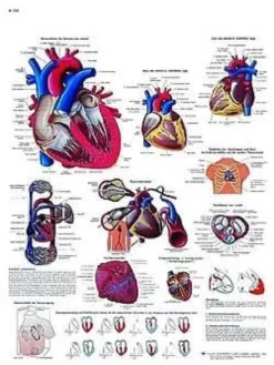 Il cuore umano - tavola didattica laminata 50x67 cm