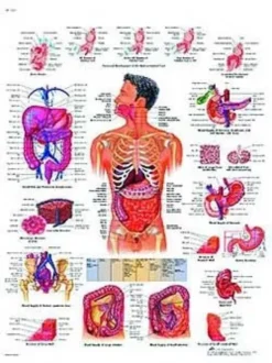 Il sistema digestivo - tavola didattica laminata 50x67 cm
