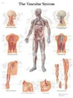 Il sistema vascolare - tavola didattica 50x67 cm
