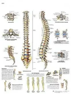 La colonna vertebrale - tavola didattica laminata 50x67 cm