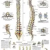 La colonna vertebrale - tavola didattica 50x67 cm