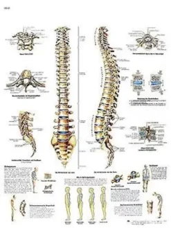 La colonna vertebrale - tavola didattica 50x67 cm