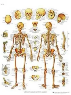Lo scheletro umano - tavola didattica laminata 50x67 cm