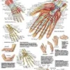 Mano e articolazione del carpo - Tavola didattica laminata 50x67 cm