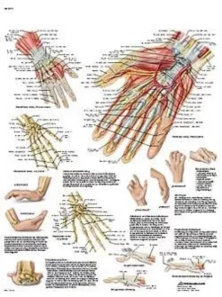 Mano e articolazione del carpo - Tavola didattica laminata 50x67 cm