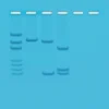 Mappatura dei siti di restrizione sul DNA plasmidico
