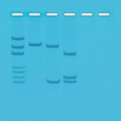 Mappatura dei siti di restrizione sul DNA plasmidico
