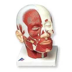 Muscolatura della testa