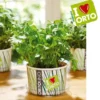 Ortolino prezzemolo