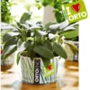 Ortolino salvia