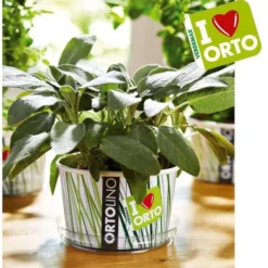 Ortolino salvia