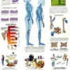 Osteoporosi - Tavola didattica laminata 50x67 cm