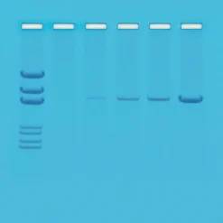 Principi della PCR
