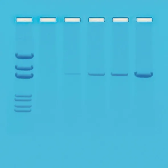Principi della PCR