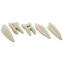 Serie di denti