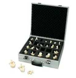 Set con 24 vertebre