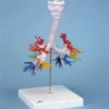 TAC di un albero bronchiale con laringe