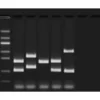 Tipizzazione del DNA umano VNTR mediante PCR