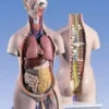 Torso asessuato, 18 parti, con schiena aperta